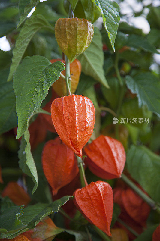 花园里的中国灯笼(Physalis alkekengi)花